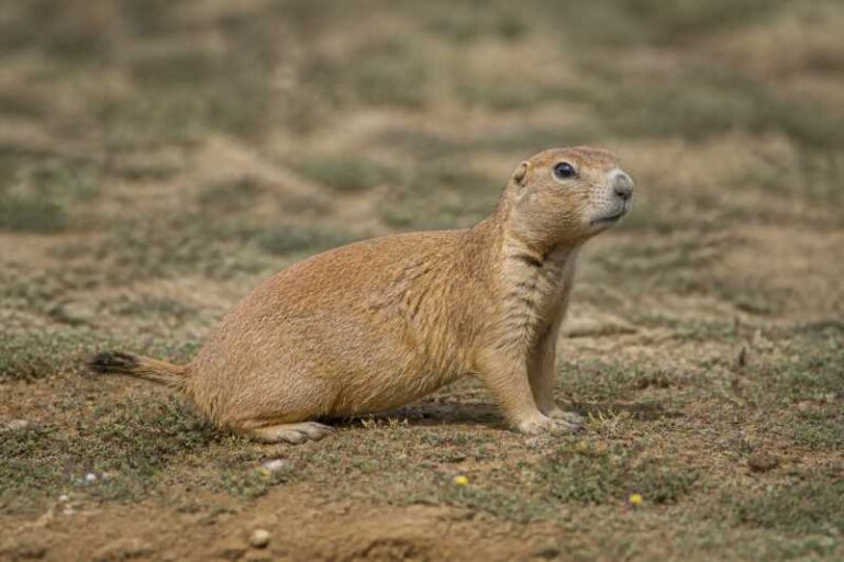 Image of a Gunnison's Prairie Dog in its natural habitat