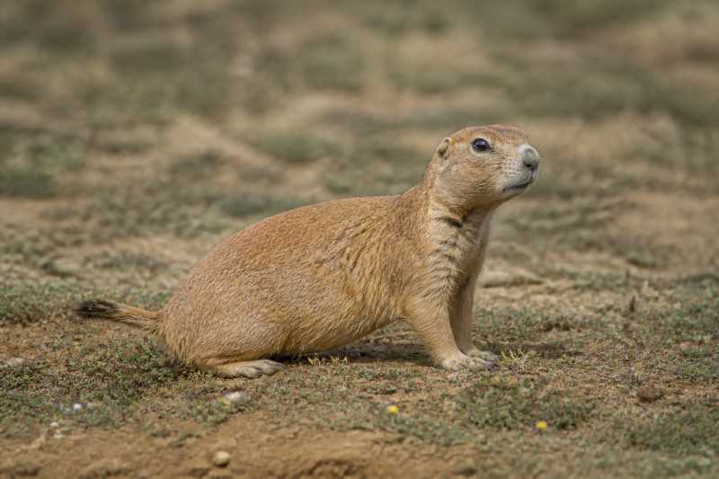 Image of a Gunnison's Prairie Dog in its natural habitat