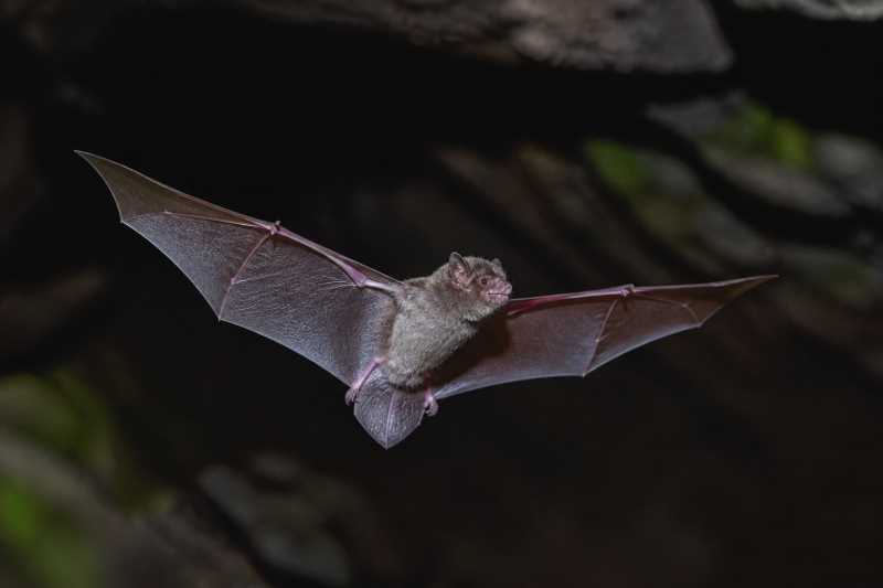Image of a Hairy-nosed Free-tailed Bat in its natural habitat