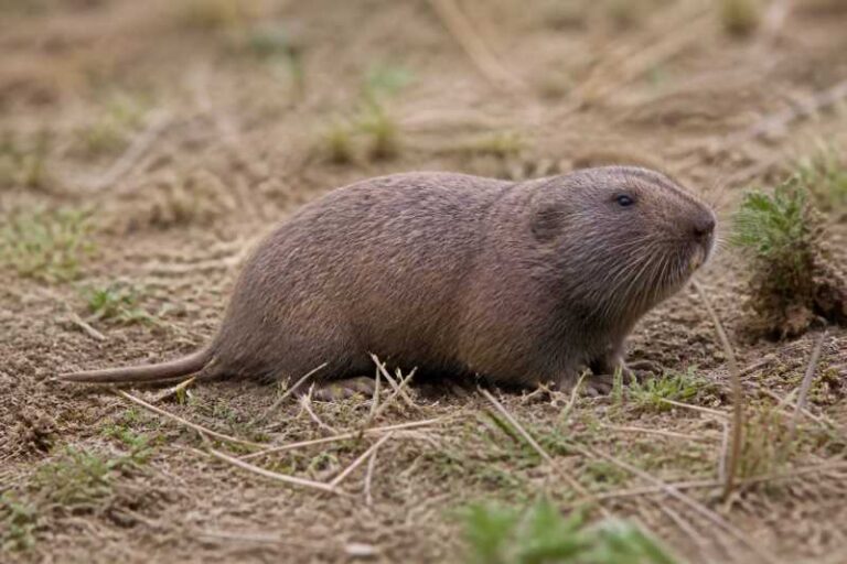 Image of a Hall's Pocket Gopher in its natural habitat