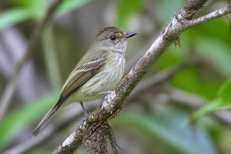 Image of a Handsome Flycatcher in its natural habitat