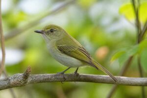 Image of a Hangnest Tody-Tyrant in its natural habitat