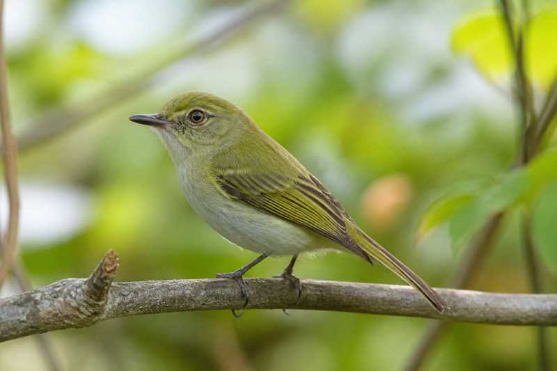 Image of a Hangnest Tody-Tyrant in its natural habitat