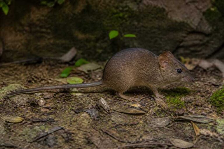 Image of a Harrington's Rat in its natural habitat