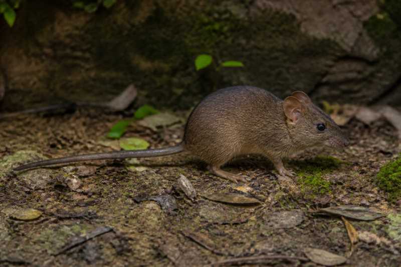Image of a Harrington's Rat in its natural habitat