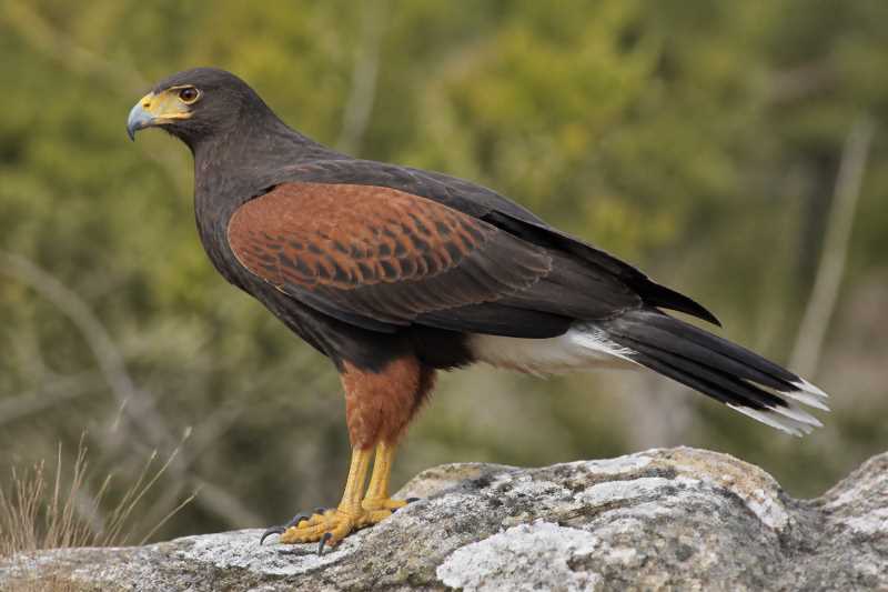 Image of a Harris's Hawk in its natural habitat