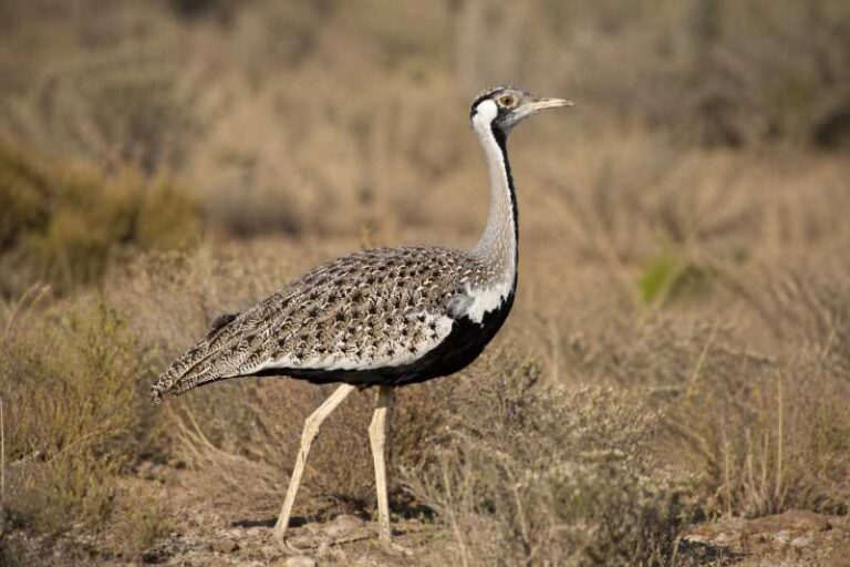 Image of a Hartlaub's Bustard in its natural habitat