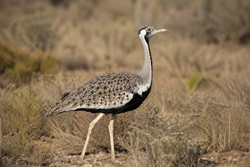 Image of a Hartlaub's Bustard in its natural habitat