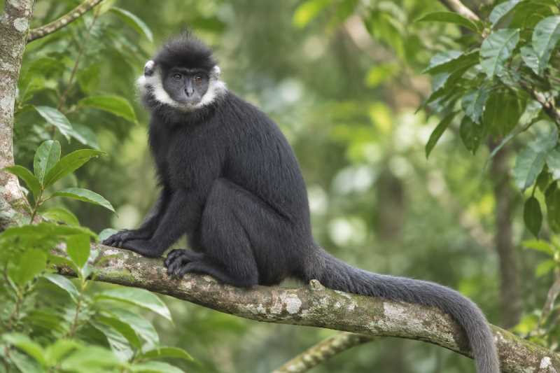 Image of a Hatinh Langur in its natural habitat