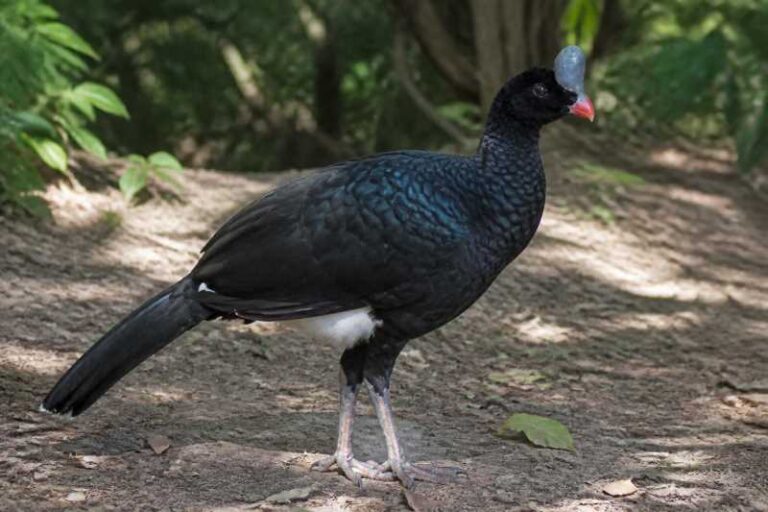 Image of a Helmeted Curassow in its natural habitat