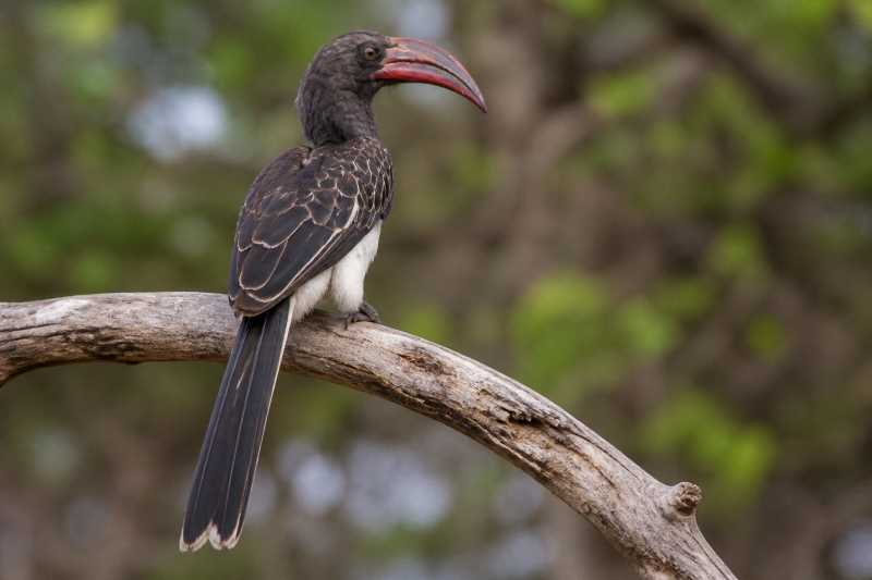 Image of a Hemprich's Hornbill in its natural habitat