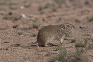 Image of a Henia-Camiare Tuco-tuco in its natural habitat