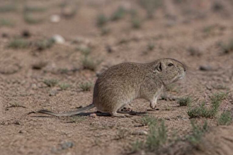 Image of a Henia-Camiare Tuco-tuco in its natural habitat