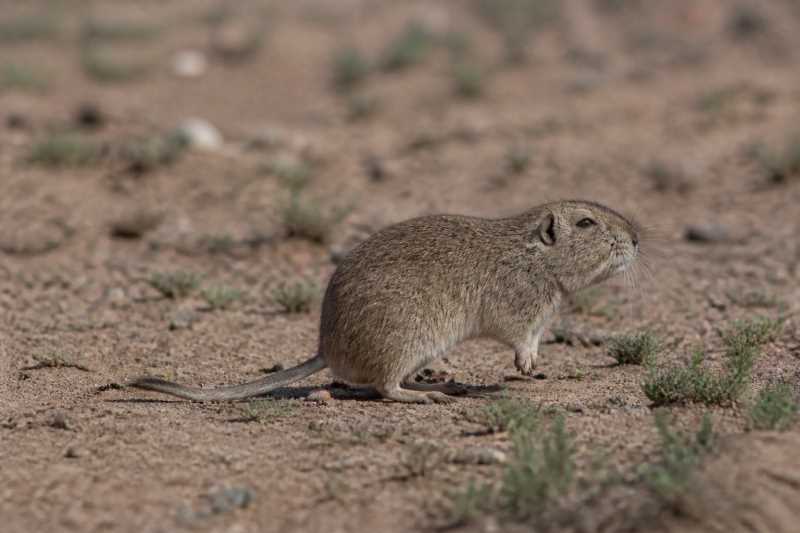 Image of a Henia-Camiare Tuco-tuco in its natural habitat