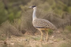 Image of a Heuglin's Bustard in its natural habitat