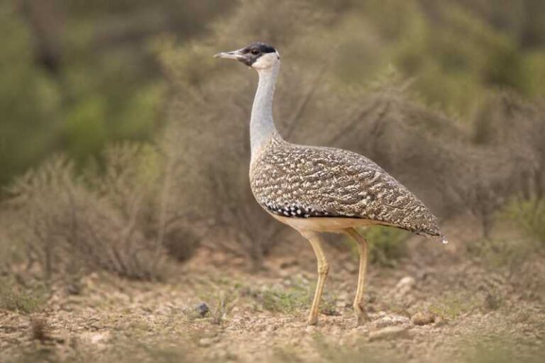 Image of a Heuglin's Bustard in its natural habitat