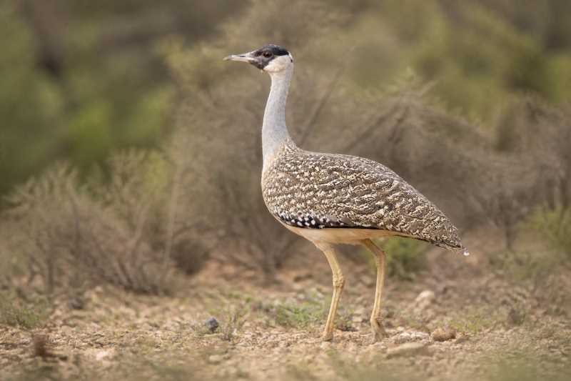 Image of a Heuglin's Bustard in its natural habitat