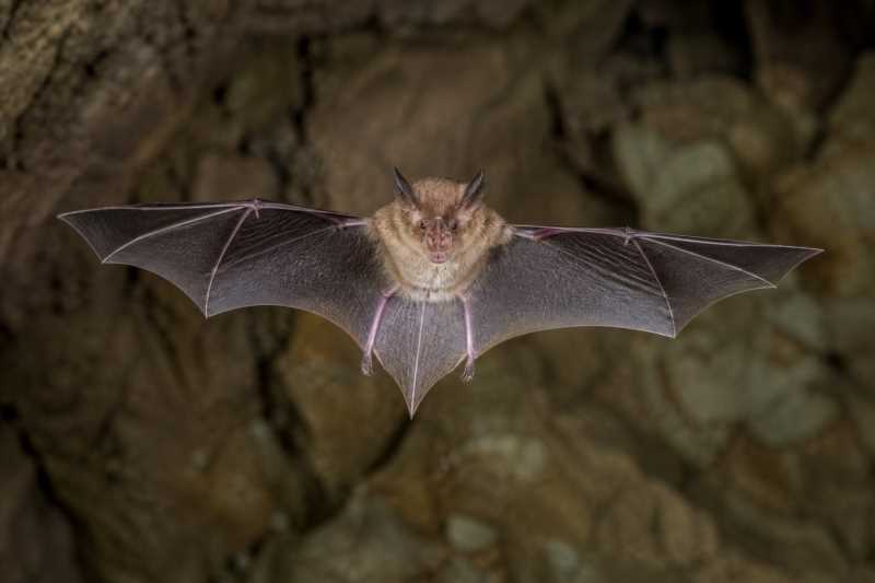 Image of a Hill's Horseshoe Bat in its natural habitat