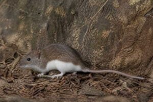 Image of a Himalayan White-bellied Rat in its natural habitat