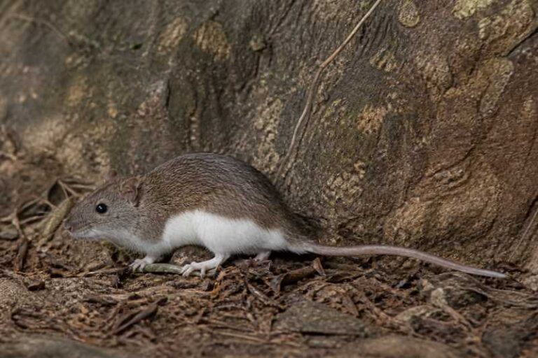 Image of a Himalayan White-bellied Rat in its natural habitat