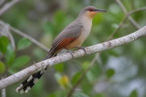Image of a Hispaniolan Lizard Cuckoo in its natural habitat