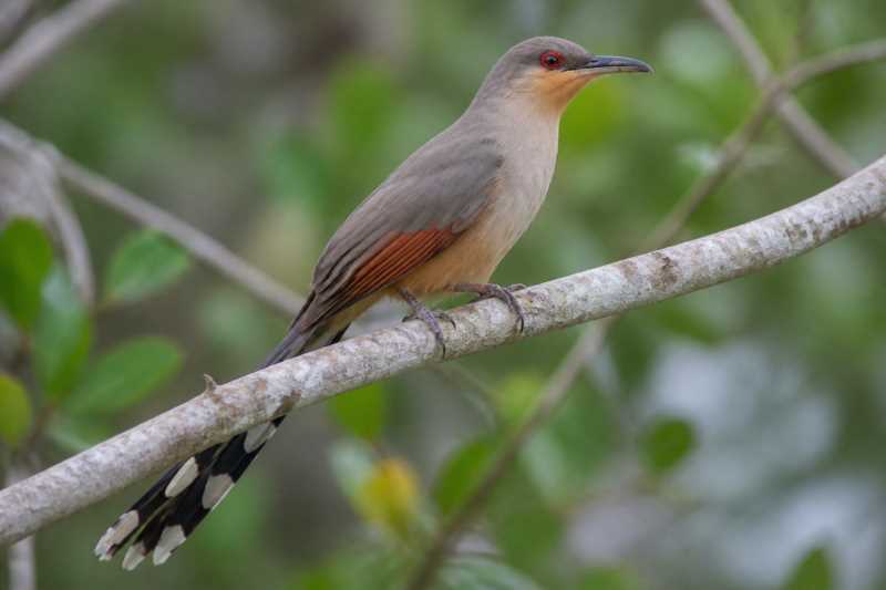 Image of a Hispaniolan Lizard Cuckoo in its natural habitat