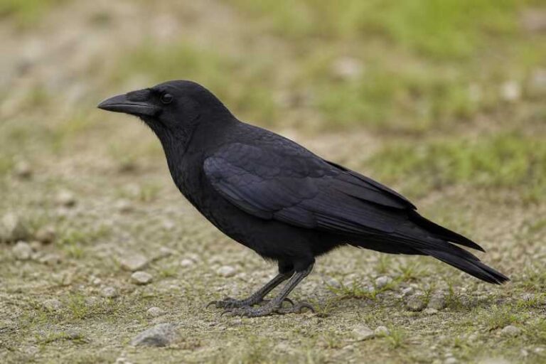 Image of a Hispaniolan Palm Crow in its natural habitat