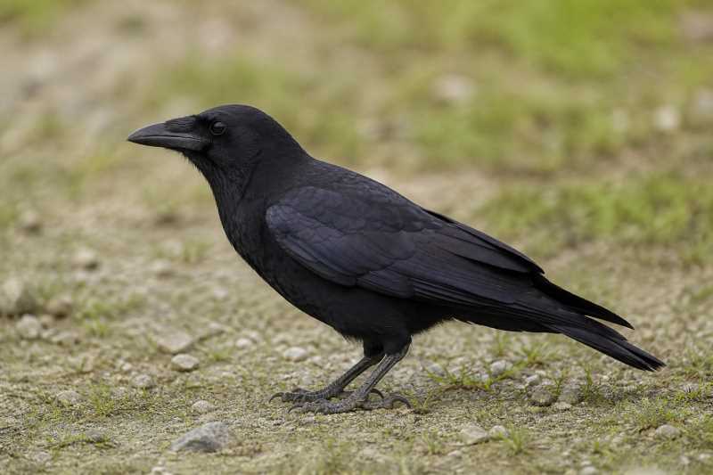 Image of a Hispaniolan Palm Crow in its natural habitat