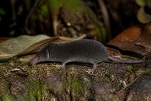Image of a Honduran Broad-clawed Shrew in its natural habitat