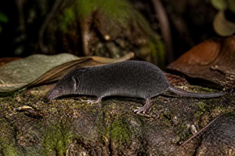 Image of a Honduran Broad-clawed Shrew in its natural habitat
