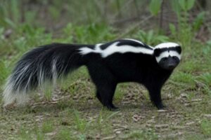 Image of a Hooded Skunk in its natural habitat