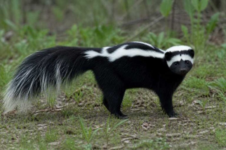 Image of a Hooded Skunk in its natural habitat
