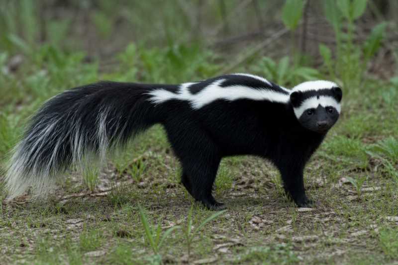 Image of a Hooded Skunk in its natural habitat