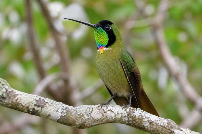 Image of a Hooded Visorbearer in its natural habitat