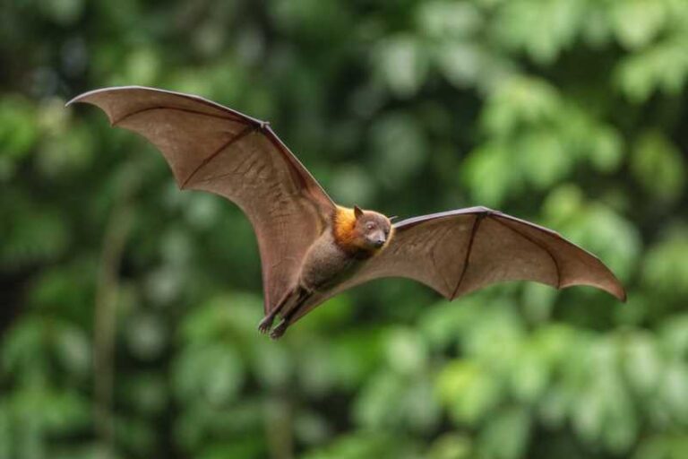 Image of a Horsfield's Short-nosed Fruit Bat in its natural habitat