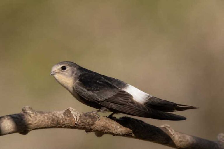 Image of a Horus Swift in its natural habitat
