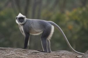 Image of a Hose's Langur in its natural habitat