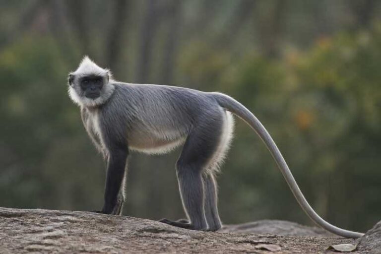 Image of a Hose's Langur in its natural habitat