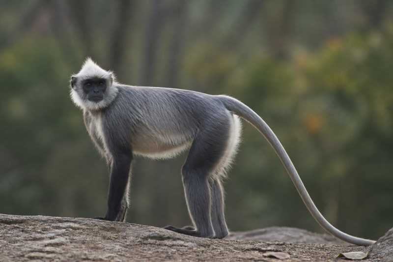 Image of a Hose's Langur in its natural habitat