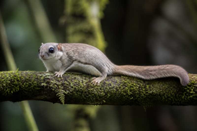 Image of a Hose's Pygmy Flying Squirrel in its natural habitat