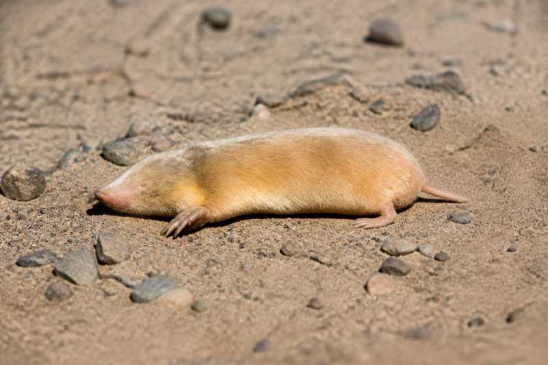 Image of a Hottentot Golden Mole in its natural habitat