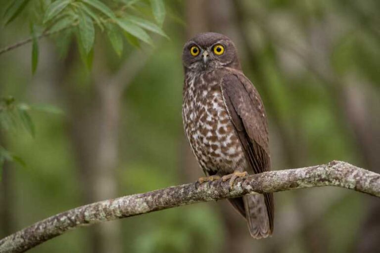 Image of a Hume's Boobook in its natural habitat