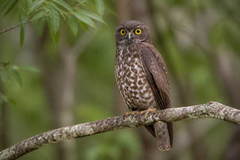 Image of a Hume's Boobook in its natural habitat