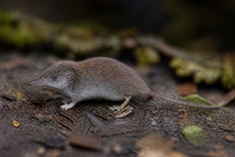Image of a Hutan White-toothed Shrew in its natural habitat