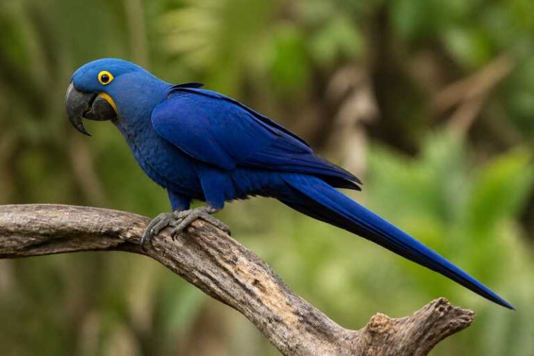 Image of a Hyacinth Macaw in its natural habitat