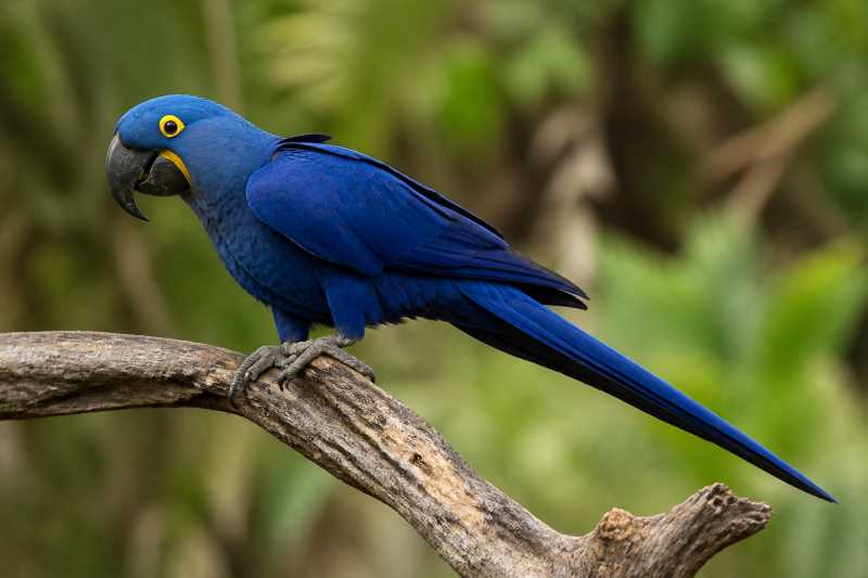 Image of a Hyacinth Macaw in its natural habitat