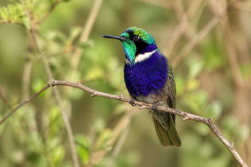 Image of a Hyacinth Visorbearer in its natural habitat