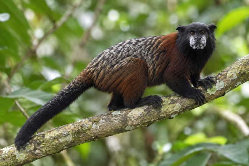 Image of a Illiger's Saddle-back Tamarin in its natural habitat