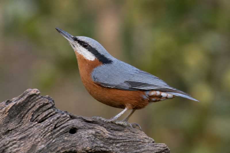 Image of a Indian Nuthatch in its natural habitat