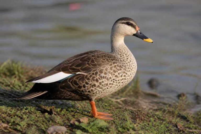 Image of a Indian Spot-billed Duck in its natural habitat